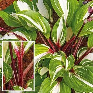 Лот: 11068353. Фото: 1. Хоста Goosberry sandae. Садовые цветы
