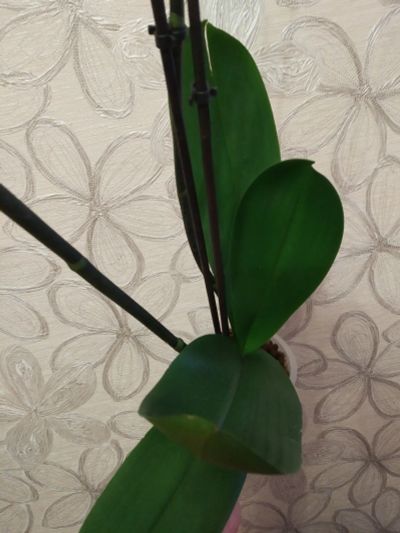 Лот: 15761546. Фото: 1. Орхидея Фаленопсис, F2, отцвела. Горшечные растения и комнатные цветы