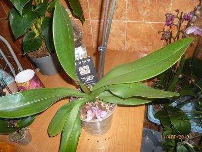 Лот: 2696730. Фото: 1. Орхидея Фаленопсис грандифлора. Горшечные растения и комнатные цветы