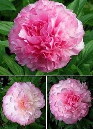 Лот: 16334322. Фото: 1. Пион Paeonia Joker. Садовые цветы