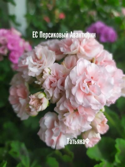 Лот: 20513284. Фото: 1. Пеларгония ЕС Персиковый авантюрин. Горшечные растения и комнатные цветы