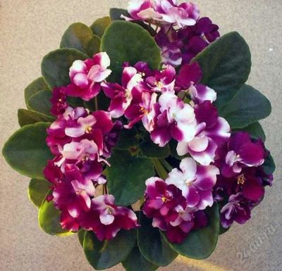 Лот: 2882752. Фото: 1. фиалка mac's southern springtime-детка. Горшечные растения и комнатные цветы
