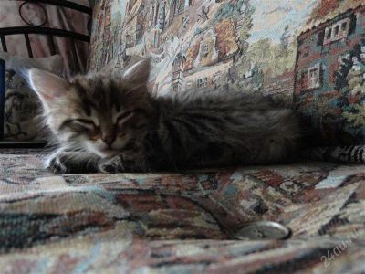 Лот: 2942979. Фото: 1. Красивый котик). Кошки, котята