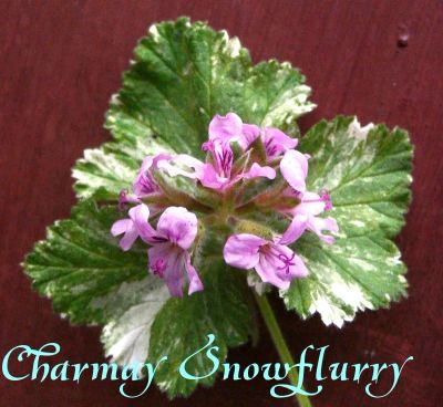Лот: 7133676. Фото: 1. Душистая пеларгония "Charmay Snowflurry... Горшечные растения и комнатные цветы