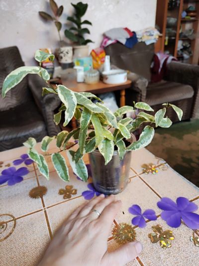 Лот: 21440096. Фото: 1. Фикус Сагитата Вариегата. Горшечные растения и комнатные цветы
