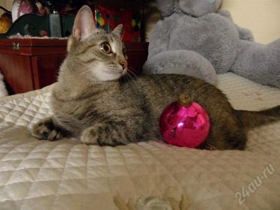 Лот: 734313. Фото: 1. Отдам котят-метисов Египетской... Остальные животные