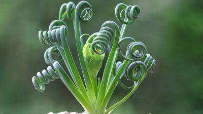 Лот: 17506764. Фото: 1. Альбука спиральная (Albuca spiralis... Горшечные растения и комнатные цветы