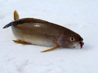 Лот: 3725843. Фото: 1. Хариус свежий. Икра, рыба, морепродукты