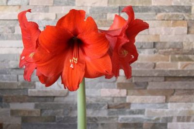 Лот: 14230844. Фото: 1. Красный Гиппеаструм / амариллис... Горшечные растения и комнатные цветы
