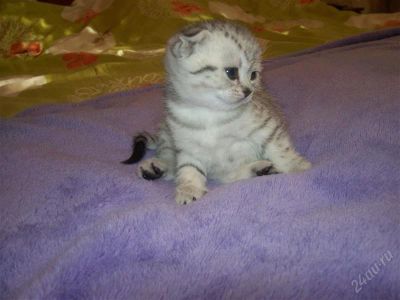 Лот: 770323. Фото: 1. Котята шотландские. Остальные животные