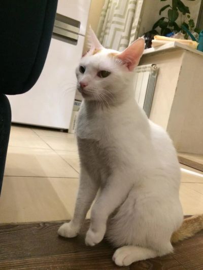 Лот: 9036362. Фото: 1. Котик в семью. Кошки, котята