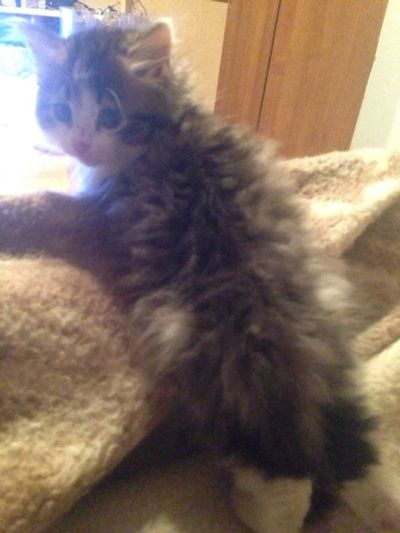Лот: 5022463. Фото: 1. Котенок кот крассавчик. Кошки, котята