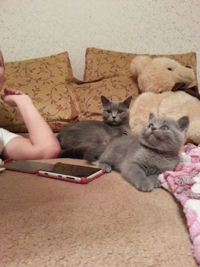 Лот: 4506835. Фото: 1. кошки. Кошки, котята