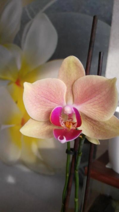 Лот: 8938645. Фото: 1. Орхидея фаленопсис БРОНЬ. Горшечные растения и комнатные цветы