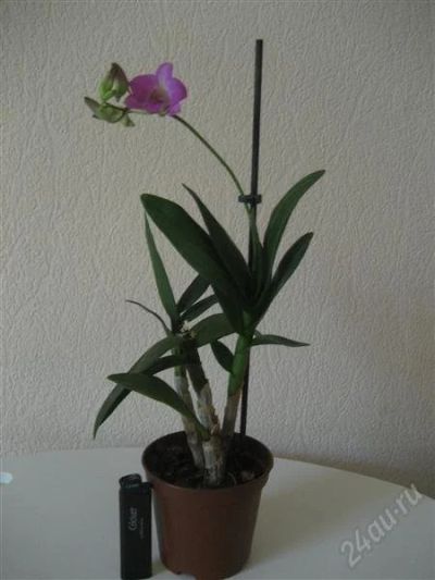 Лот: 1209073. Фото: 1. орхидея дендрофал. Горшечные растения и комнатные цветы