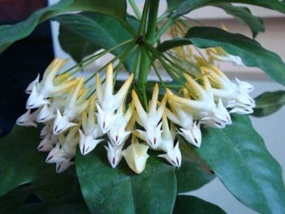 Лот: 11344308. Фото: 1. Хойя Multiflora Thai MT. Горшечные растения и комнатные цветы