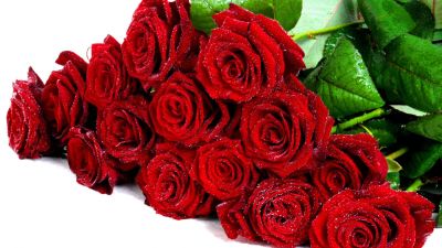 Лот: 6395559. Фото: 1. 27 роз из Голландии - 2700 рублей... Свежие цветы