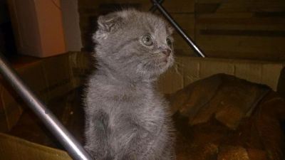 Лот: 5507204. Фото: 1. Вислоухий котёнок. Кошки, котята
