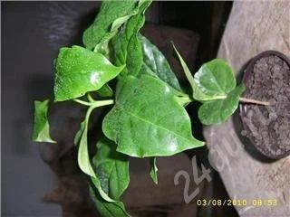 Лот: 452307. Фото: 1. кофе. Горшечные растения и комнатные цветы