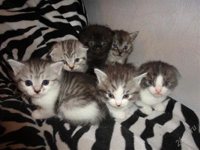 Лот: 2394152. Фото: 1. продам вислоухих и прямоухих котяточек. Кошки, котята