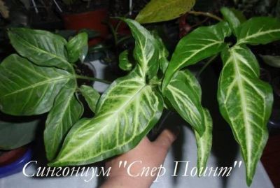 Лот: 16476031. Фото: 1. Сингониум "Спер Поинт" черенок... Горшечные растения и комнатные цветы