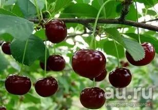 Лот: 11887022. Фото: 1. куплю вишню на ножке три ведра... Ягоды, орехи