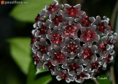 Лот: 4229384. Фото: 1. Хойя-Hoya pubicalyx *Royal Hawaiian... Горшечные растения и комнатные цветы
