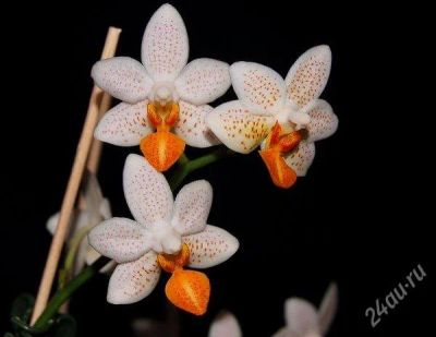 Лот: 1173173. Фото: 1. Phalaenopsis Mini Mark. Горшечные растения и комнатные цветы