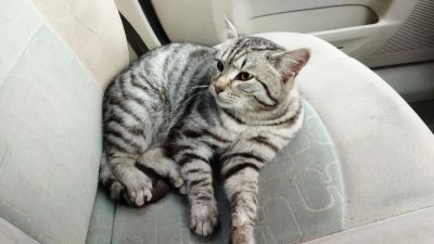 Лот: 18855077. Фото: 1. Отдам котика в хорошие руки. Кошки, котята