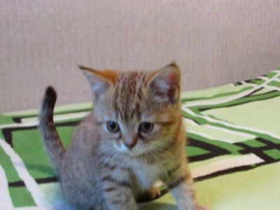 Лот: 9810863. Фото: 1. Шотландский котенок. Кошки, котята
