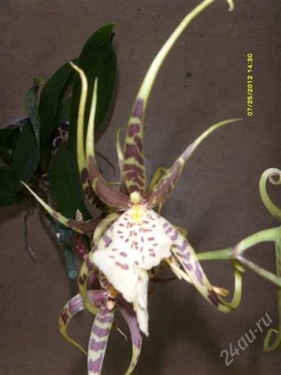 Лот: 1972575. Фото: 1. Орхидея Брассия детка №1. Горшечные растения и комнатные цветы