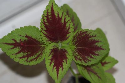 Лот: 3200872. Фото: 1. Колеус (крапивка) 10. Горшечные растения и комнатные цветы