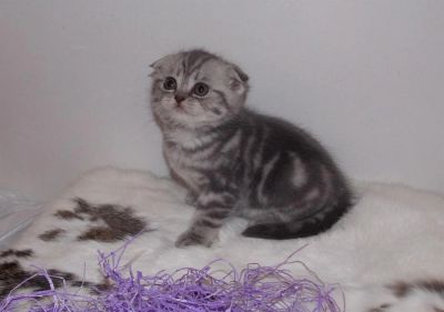 Лот: 3561832. Фото: 1. Шотландский вислоухий котенок. Кошки, котята