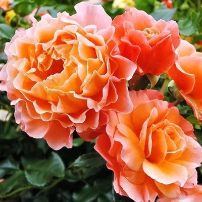 Лот: 22037874. Фото: 1. Роза флорибунда Мари Кюри. Садовые цветы