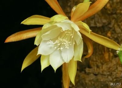 Лот: 18160405. Фото: 1. Эпифиллум угловатый (Epiphyllum... Горшечные растения и комнатные цветы