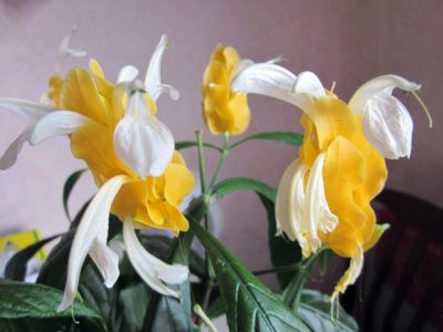 Лот: 4048435. Фото: 1. пахистахис желтый, молодое растение. Горшечные растения и комнатные цветы