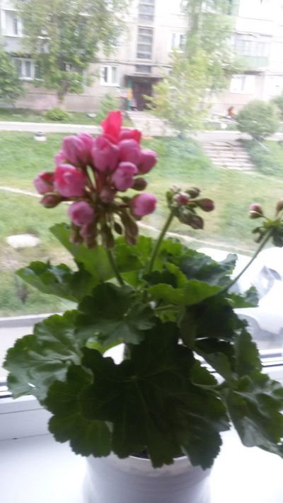 Лот: 13447137. Фото: 1. Герань (пеларгония) тюльпановидная. Горшечные растения и комнатные цветы