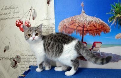 Лот: 7849384. Фото: 1. шотландский котик. Кошки, котята