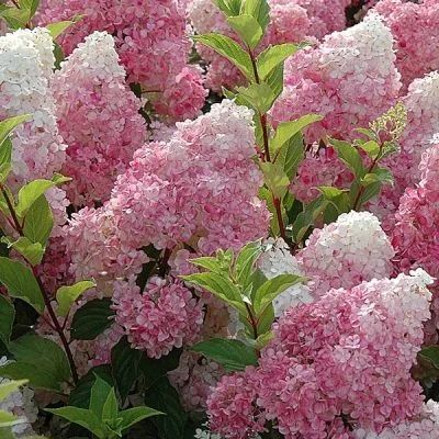 Лот: 18944799. Фото: 1. Гортензии саженцы. Декоративные кустарники и деревья