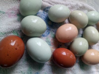 Лот: 16077940. Фото: 1. яйца яйцо куриные домашние. Мясо, птица, яйцо