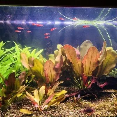 Лот: 17860100. Фото: 1. Эхинодорус Малый медведь(Echinodorus... Водные растения