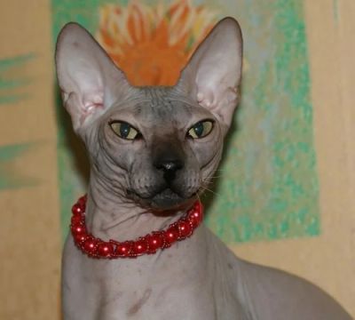 Лот: 4956630. Фото: 1. Донской сфинкс даром. Кошки, котята