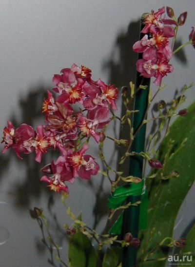Лот: 12797374. Фото: 1. Орхидея онцидиум розовая. Горшечные растения и комнатные цветы