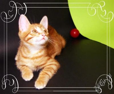 Лот: 685764. Фото: 1. Курильский бобтейл - Дементий... Остальные животные