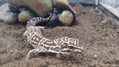 Лот: 15954727. Фото: 1. Эублефар ( леопардовый геккон... Остальные животные