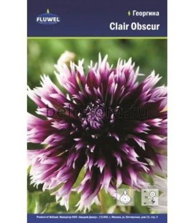 Лот: 15774312. Фото: 1. Георгина Клер Обскур / Clair Obscur... Садовые цветы