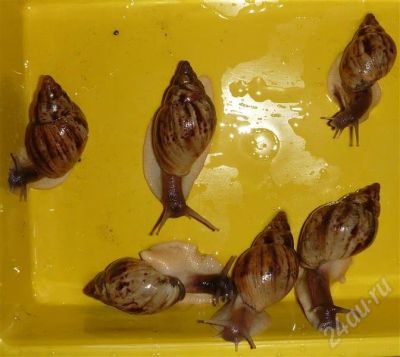 Лот: 580472. Фото: 1. Улитка Achatina reticulata. Другое (растения и животные)