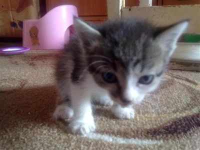 Лот: 1056180. Фото: 1. чудесный, распрекрасный котик... Остальные животные