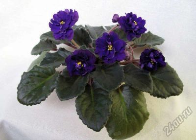 Лот: 10435012. Фото: 1. Сортовая фиалка ЕК-Полночь или... Горшечные растения и комнатные цветы