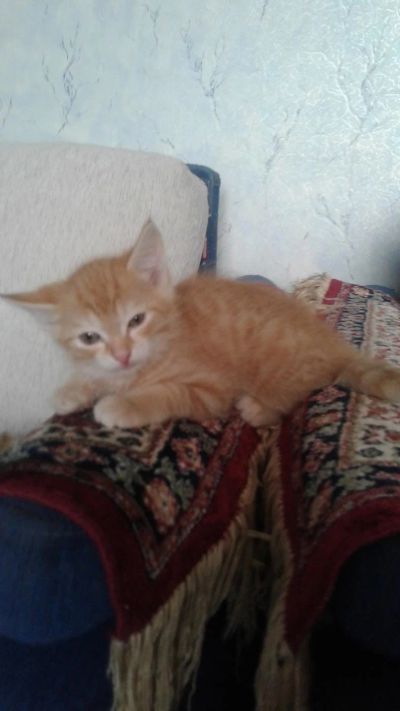 Лот: 10813356. Фото: 1. Рыжий котёнок на счастье!. Кошки, котята